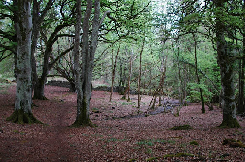 Forest Park Portumna IHH